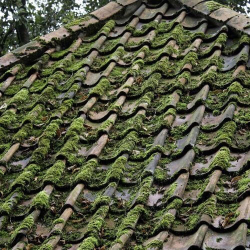 Roof With Moss - Best Methods To Clean A Roof